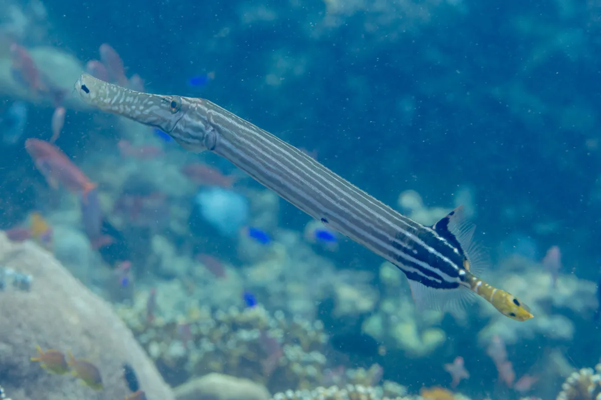 Trumpetfish