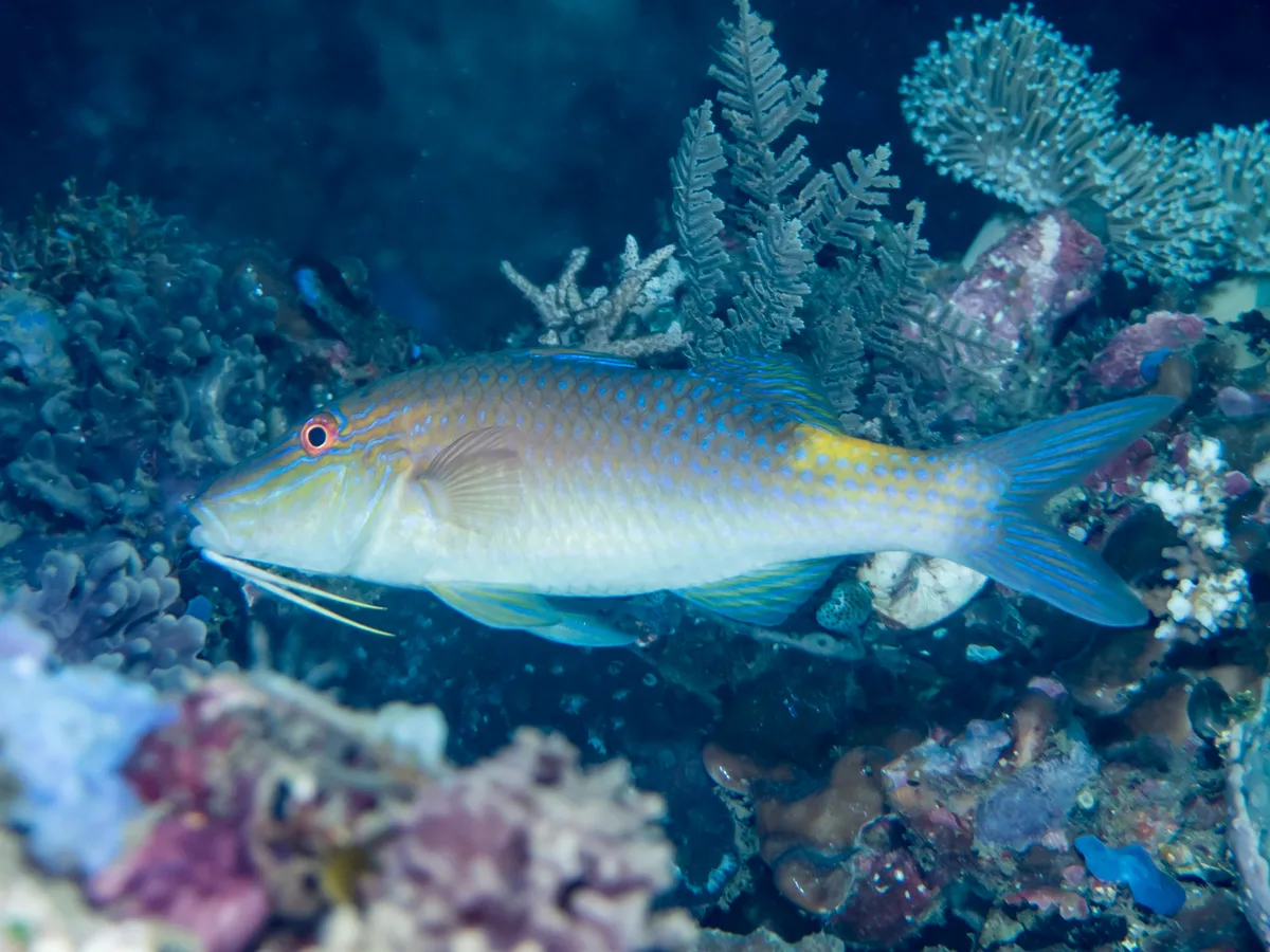 Yellowsaddle goatfish