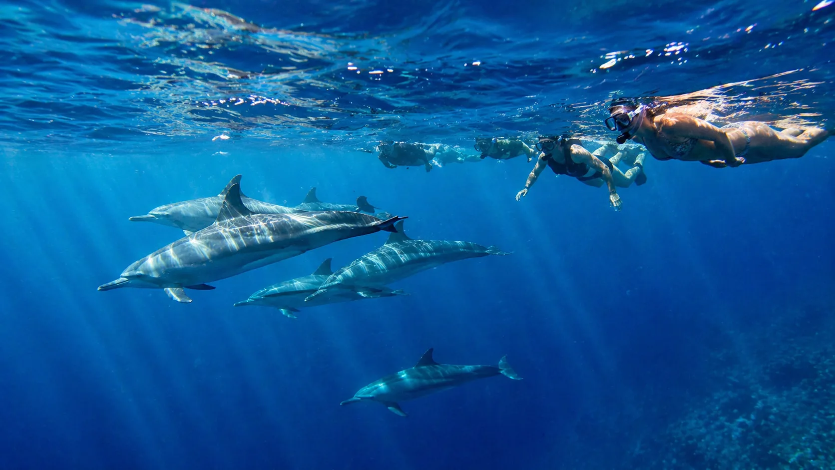 Dolphin House, Swim with Wild Dolphins
