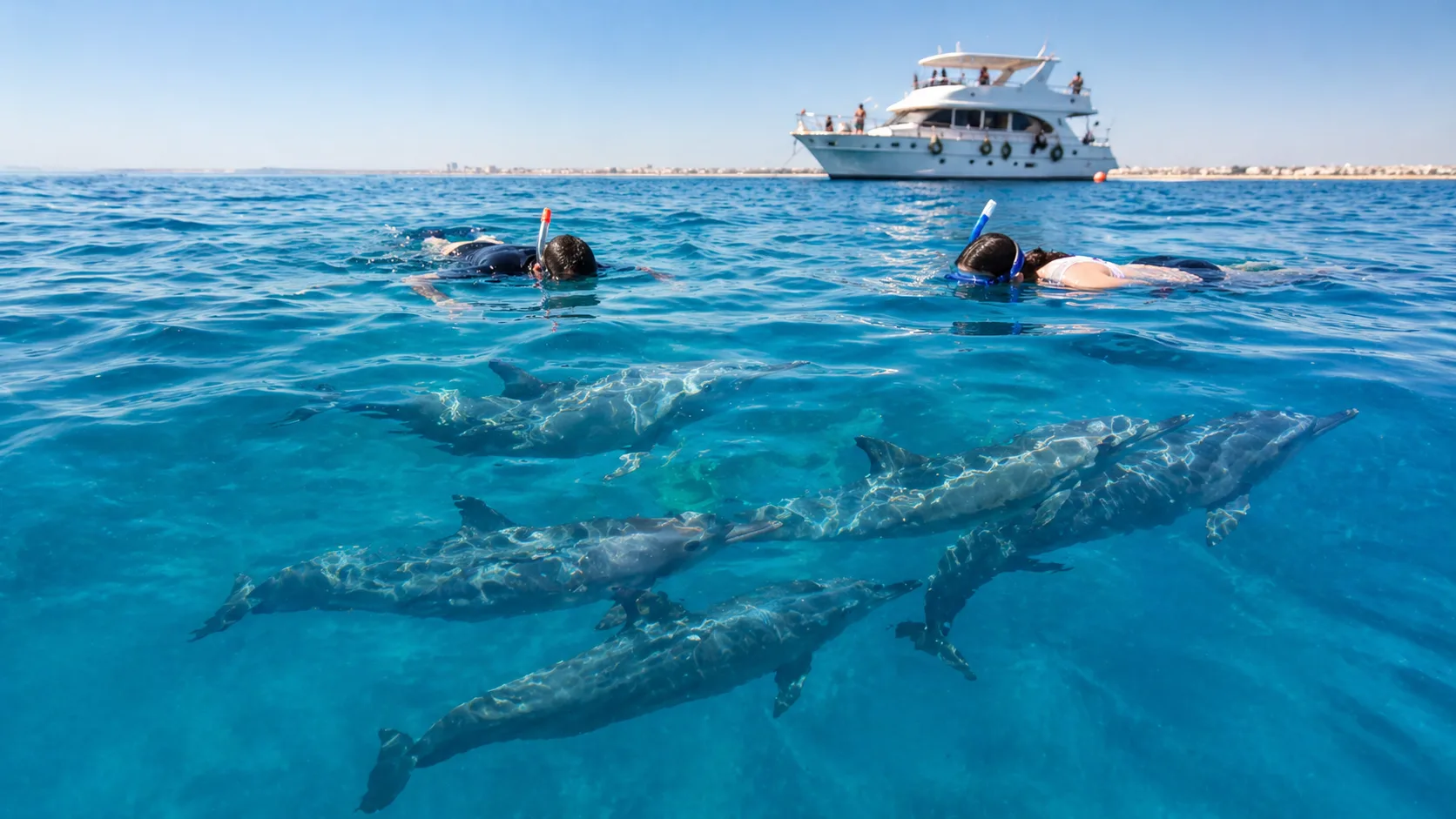 Dolphin House, Swim with Wild Dolphins 6