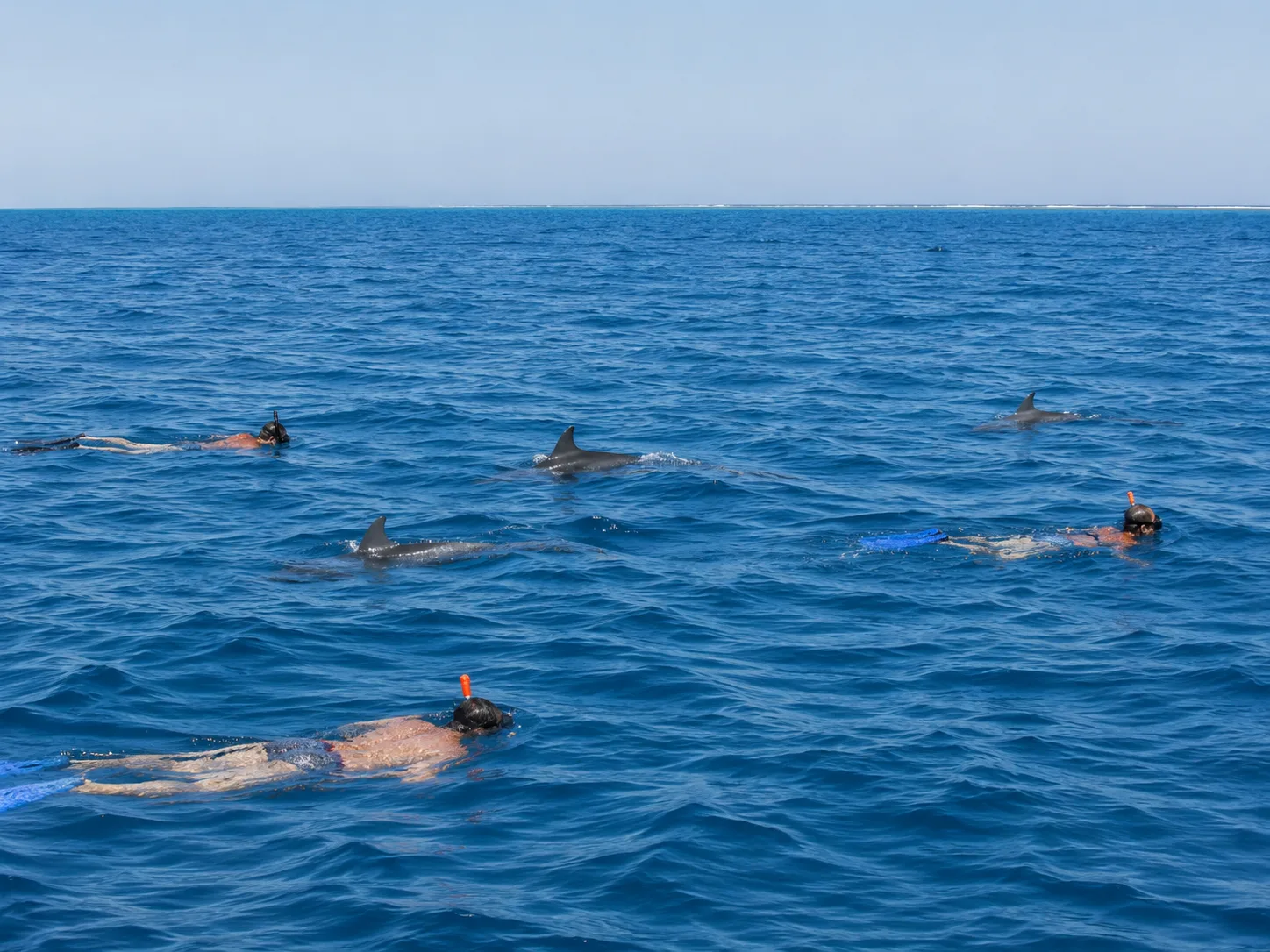 Dolphin House Snorkeling & 1 Diving Stop, Hurghada 7