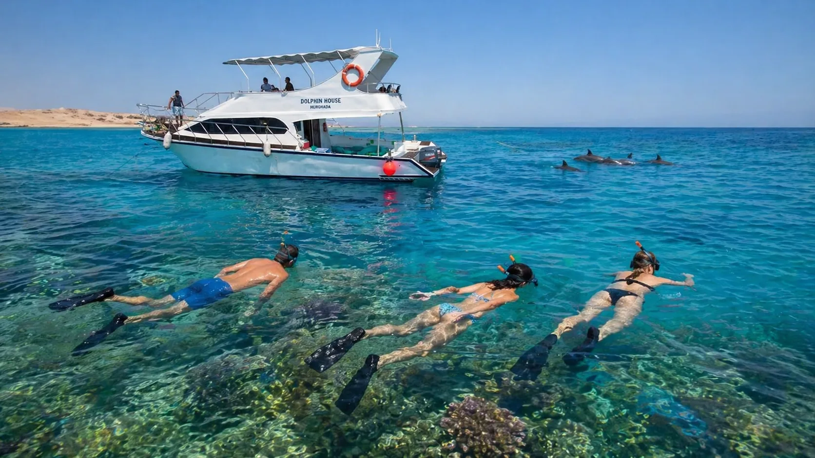 Private Boat to Dolphin House 4