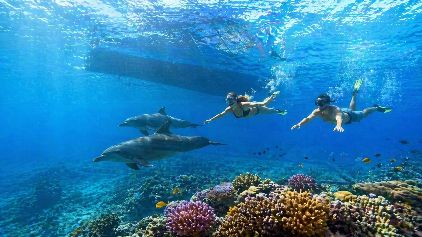 Private Boat to Dolphin House 6