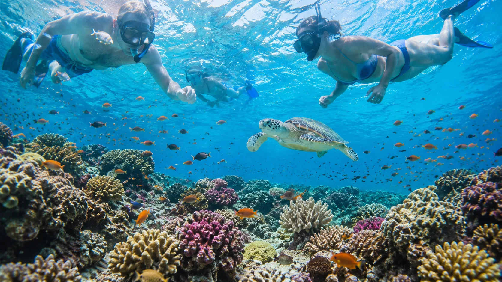 Red Sea reef and marine life