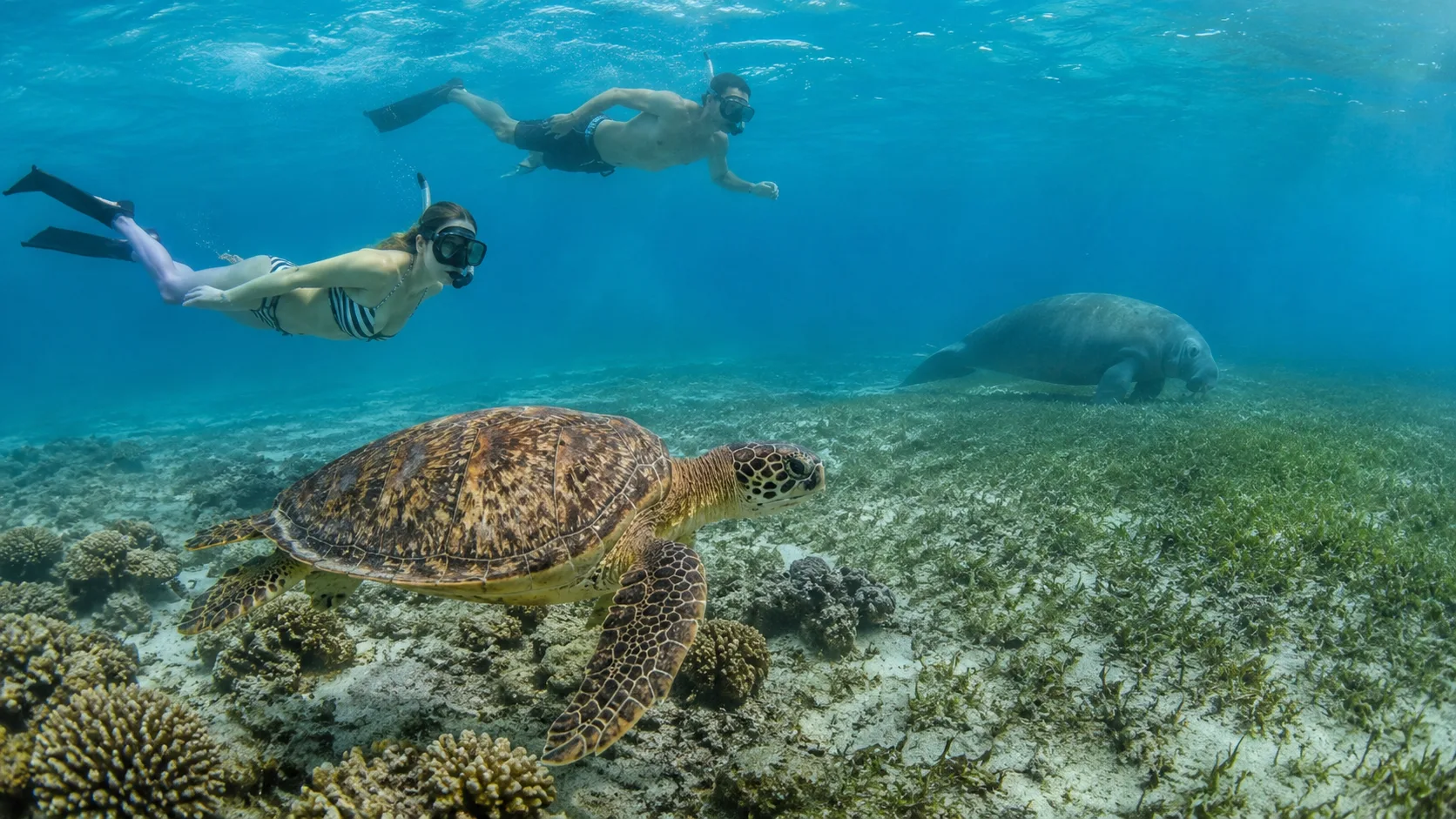 Abu Dabbab, Snorkel with Dugongs 2