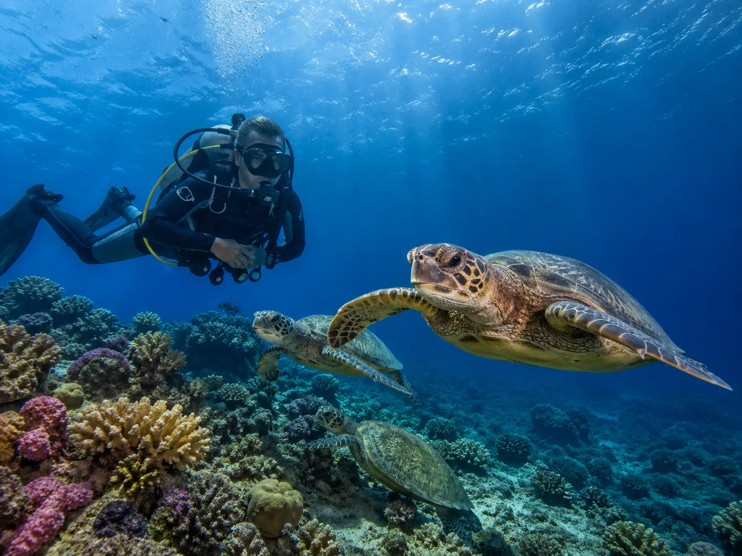 Marsa Mubarak, Turtles & Dugongs