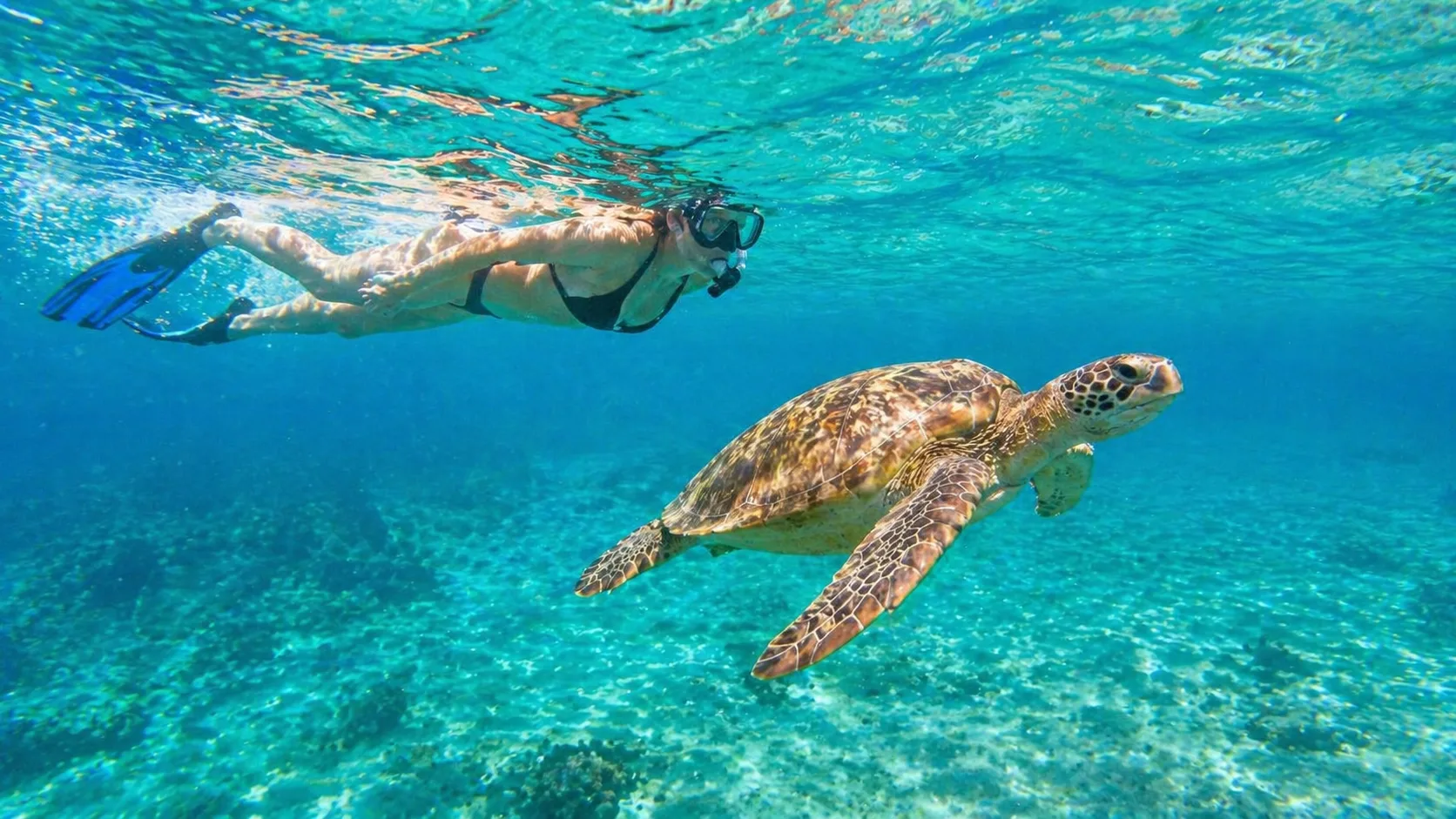 Marsa Mubarak, Turtles & Dugongs 10