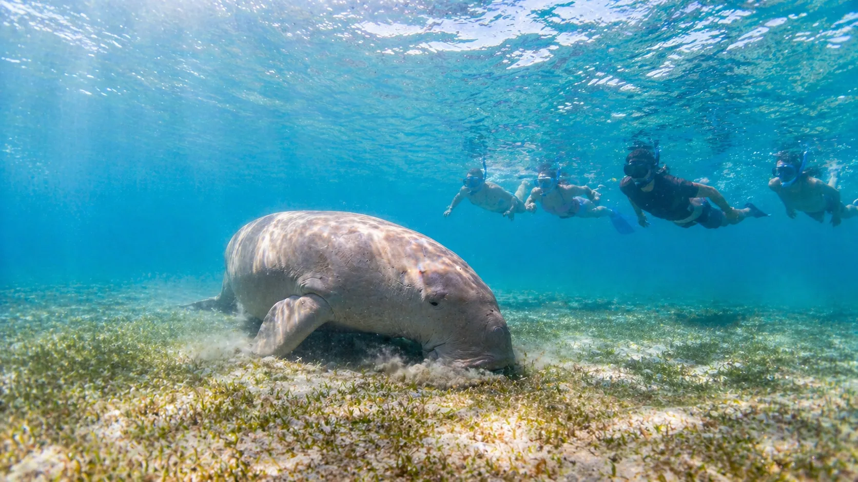 Marsa Mubarak, Schildkröten & Dugongs, Marsa Alam 12