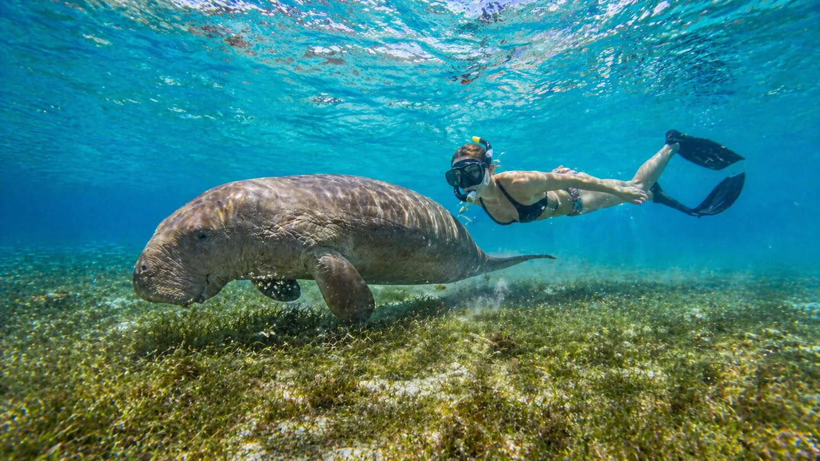 Marsa Mubarak, Schildkröten & Dugongs, Marsa Alam 15