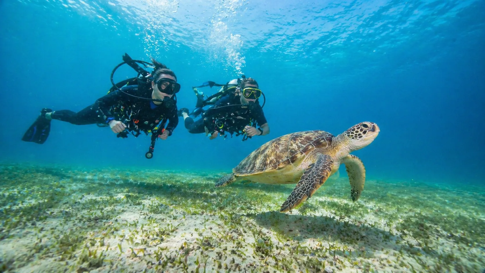 Marsa Mubarak, Turtles & Dugongs 2