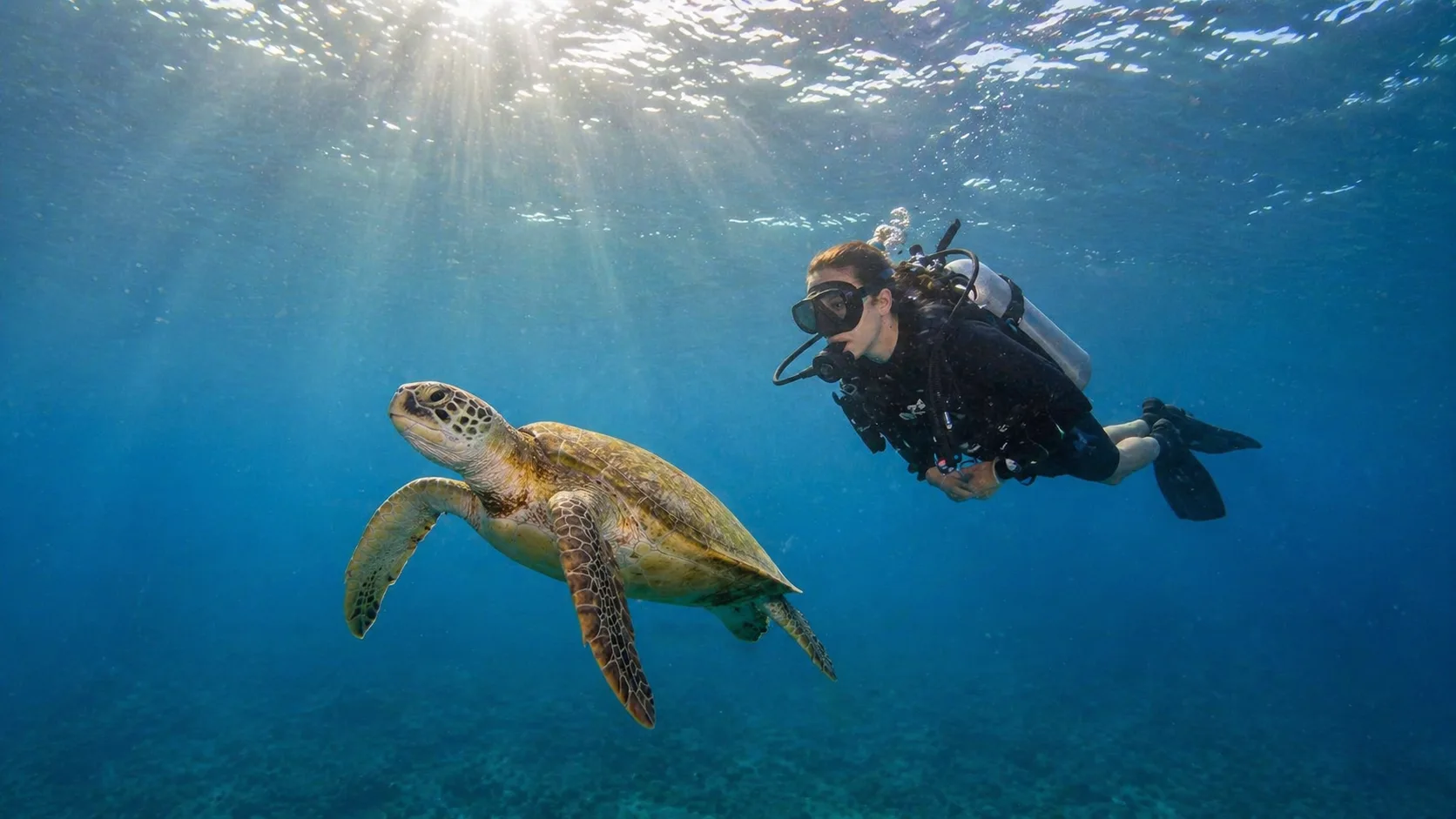 Marsa Mubarak, Turtles & Dugongs 4