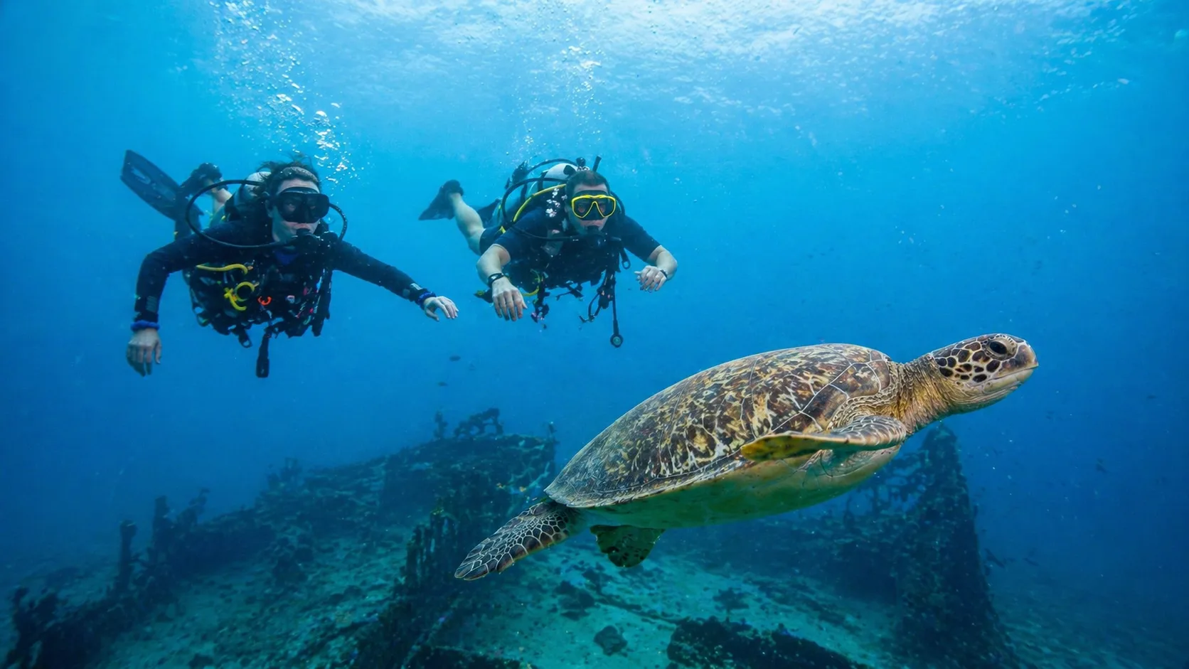 Marsa Mubarak, Turtles & Dugongs 6