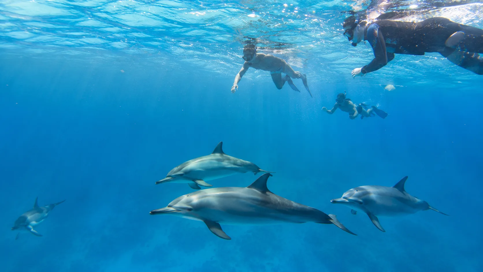 Samadai (Dolphin House Marsa Alam)