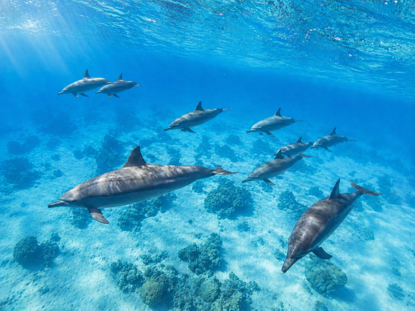 Sataya, Dolphin Reef Marsa Alam 2