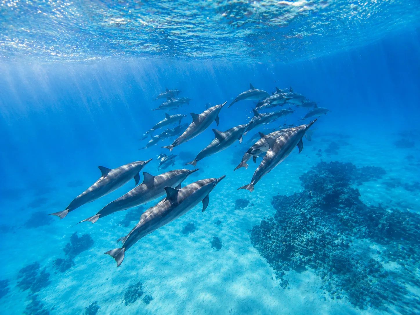 Sataya, Dolphin Reef Marsa Alam 4