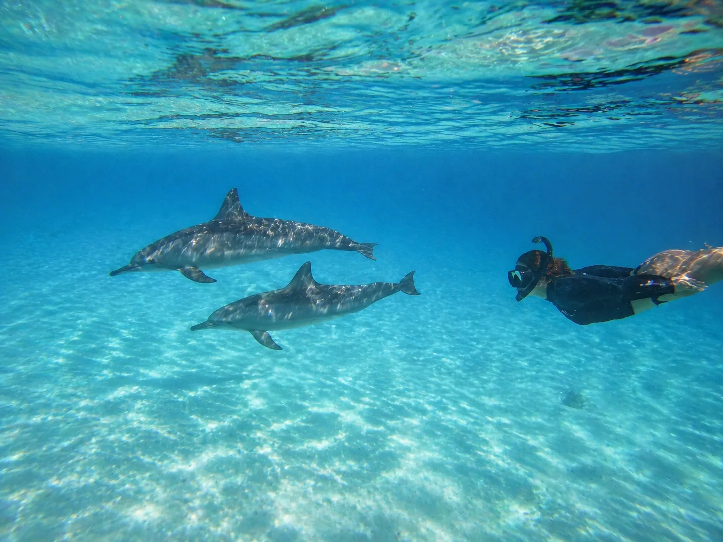 Sataya, Dolphin Reef Marsa Alam 5