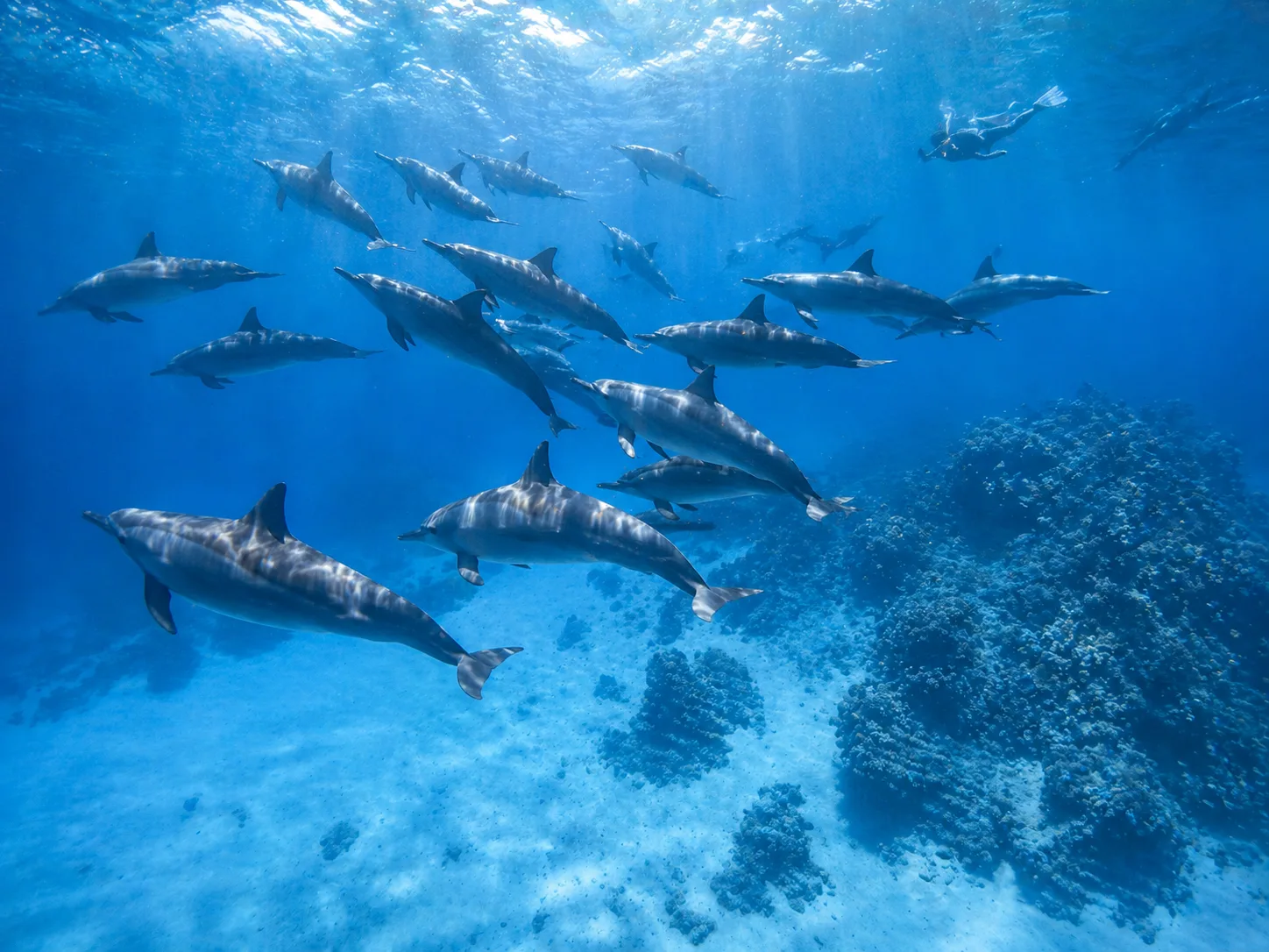 Sataya, Dolphin Reef Marsa Alam 6