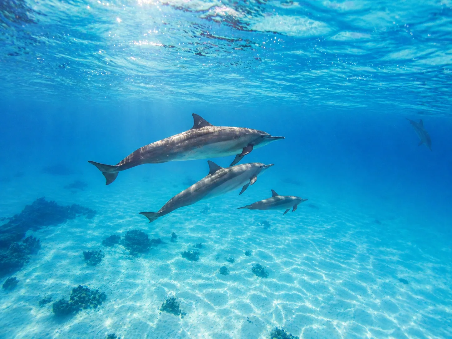 Sataya, Dolphin Reef Marsa Alam 7