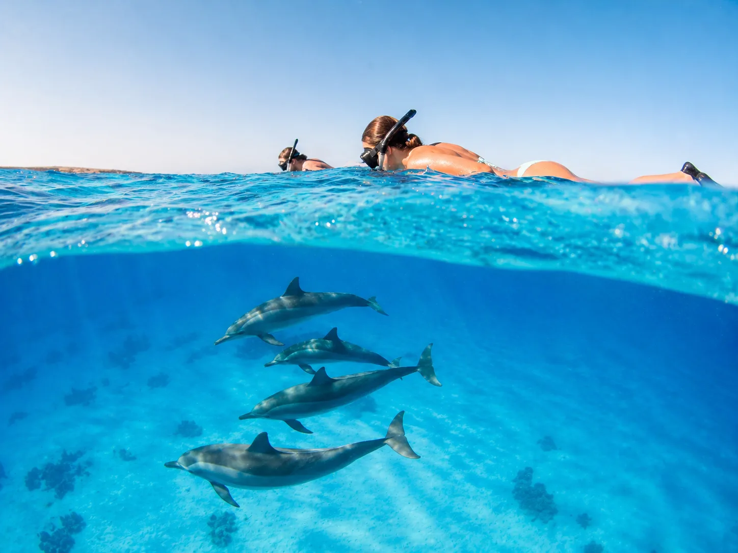 Sataya, Dolphin Reef Marsa Alam 8