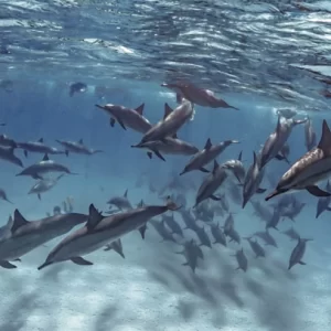 Satayah-playing dolphins