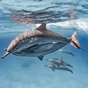 Satayah-with-dolphin