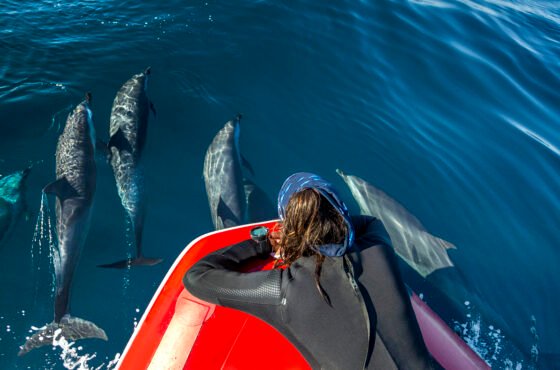 Private Speed Boat Dolphin House Hurghada with Snorkeling and Transfers