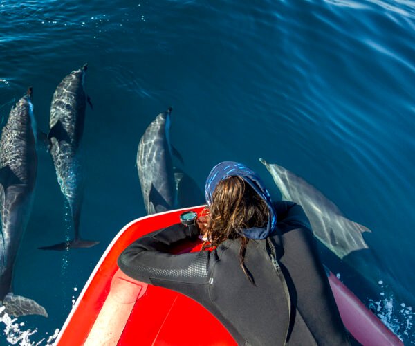 Private Speed Boat Dolphin House Hurghada with Snorkeling and Transfers