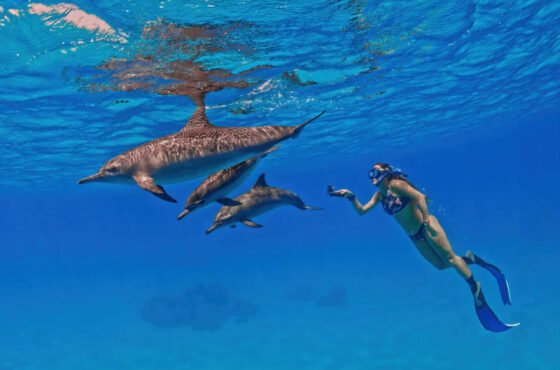 Private Boat Dolphin House Hurghada with Snorkeling, Lunch, and Transfers