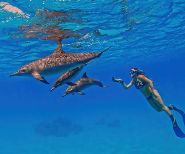 Private Boat Dolphin House Hurghada with Snorkeling, Lunch, and Transfers