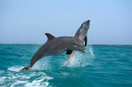 Snorkeling at Dolphin House Sea Trip With Lunch – Hurghada