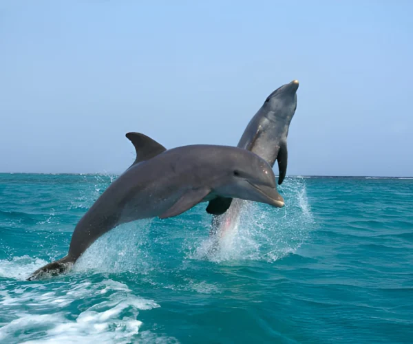 Snorkeling at Dolphin House Sea Trip With Lunch – Hurghada