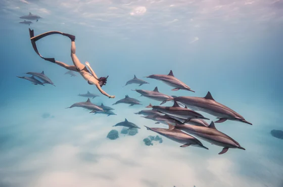 Sataya Dolphin House Marsa Alam Snorkeling Trip with Dolphins and Lunch