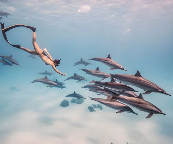 Sataya Dolphin House Marsa Alam Snorkeling Trip with Dolphins and Lunch